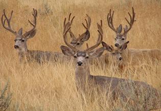 2003-muledeerbucks.jpg (15029 bytes)