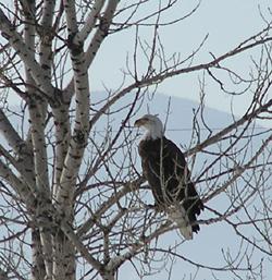 baldeagle-2003-01c.jpg (20884 bytes)