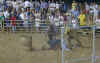 pigwrestling.jpg (49719 bytes)