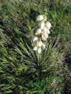 yucca3.jpg (98509 bytes)